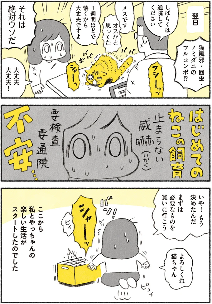 はじめての猫の飼育、不安…