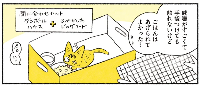 捨てられていた子猫からの止まらない威嚇。絶対この子を幸せにしてみせる！／茶トラのやっちゃん（1）
