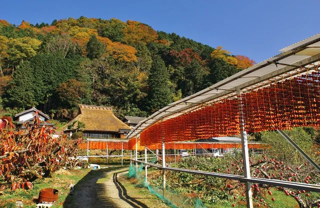 柿色の玉すだれは11月中旬が見ごろ