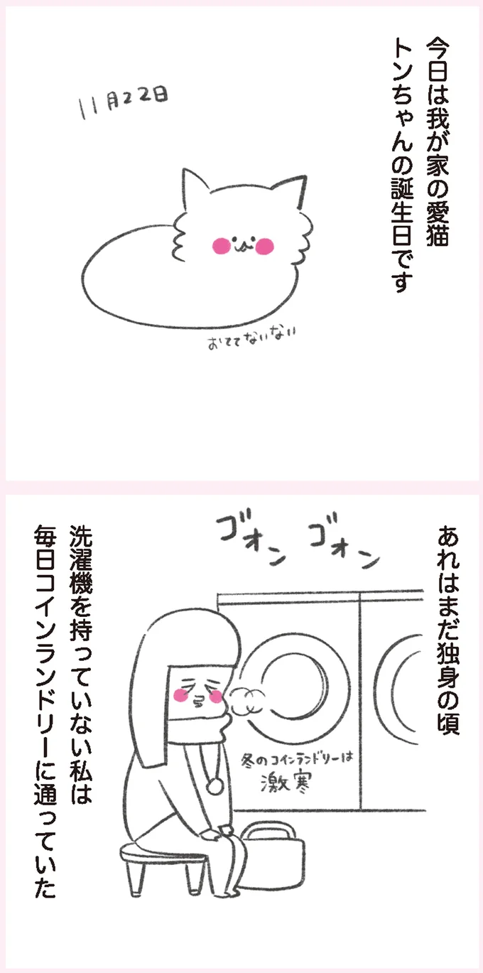 我が家の愛猫