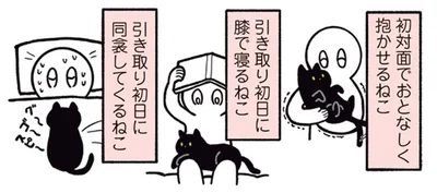 初対面でおとなしく抱かせるねこ