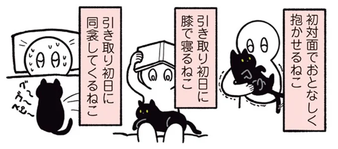 初対面でおとなしく抱かせるねこ