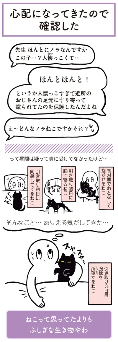 先生　ほんとにノラなんですかこの子…？