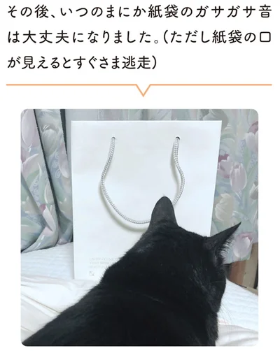 その後、いつのまにか紙袋のガサガサ音は大丈夫になりました