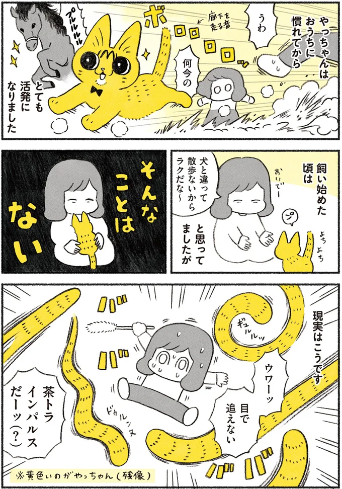 おてんば猫・やっちゃん誕生