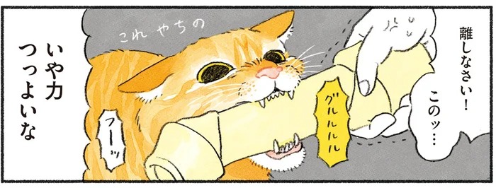 盗めない環境作りが大切？ 犬用の骨ガムまで盗んじゃう猫の食欲／茶トラのやっちゃん（8）