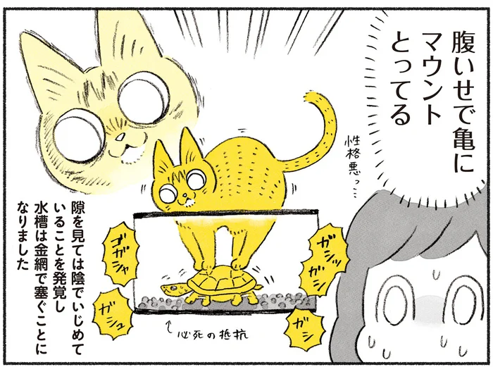 隙を見ては陰でいじめている!? 我が家の猫と亀のようす／茶トラのやっちゃん（9）