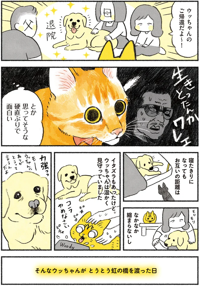そんなウッちゃんがとうとう虹の橋を渡った日