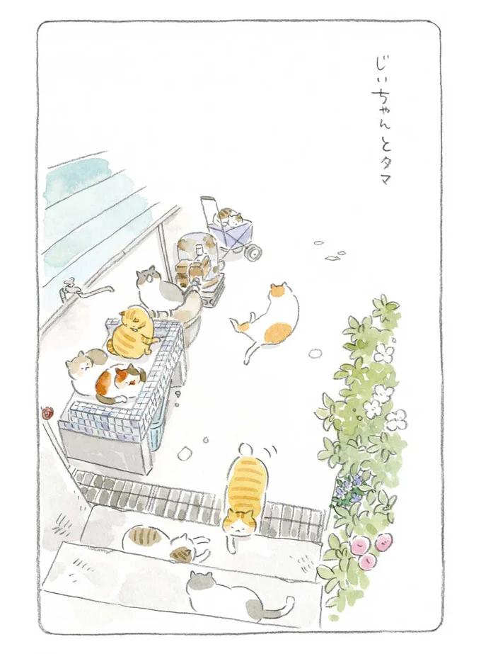 じいちゃんとタマ