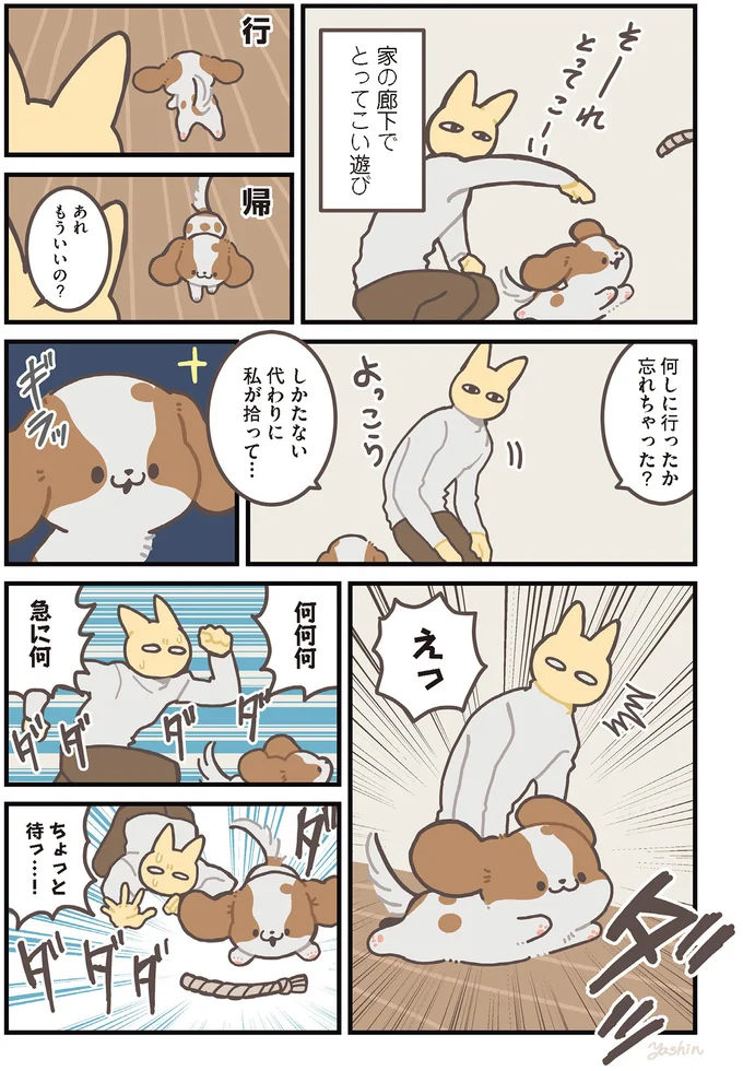 遊び方それで合ってる？ 全くおもちゃを渡す気のないキャバリア