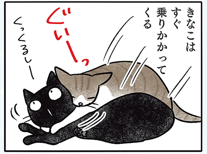 きなこはすぐ乗りかかってくる