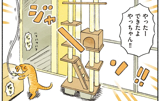 一生懸命立てたキャットタワー。全然使ってくれないのはなぜなんですか!?／茶トラのやっちゃんとちーちゃん（2）