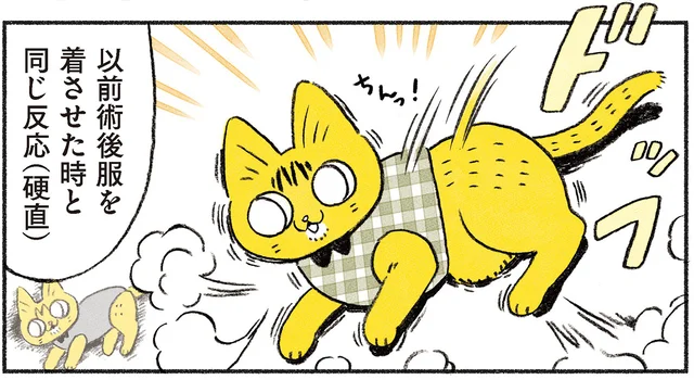 大事な猫との避難対策、何もしてこなかった！ 愛猫の同行避難訓練実施／茶トラのやっちゃんとちーちゃん（6）