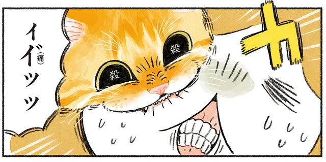 飼い主の生傷が絶えない毎日。猫のキレポイントが全く分かりません！／茶トラのやっちゃんとちーちゃん（7）