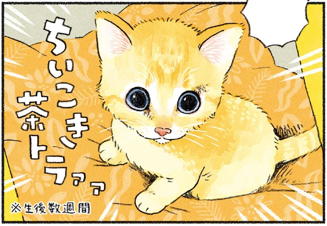 突然訪れた新しい子猫との出会い。先住猫にとってどんな存在になるだろう？／茶トラのやっちゃんとちーちゃん（8）