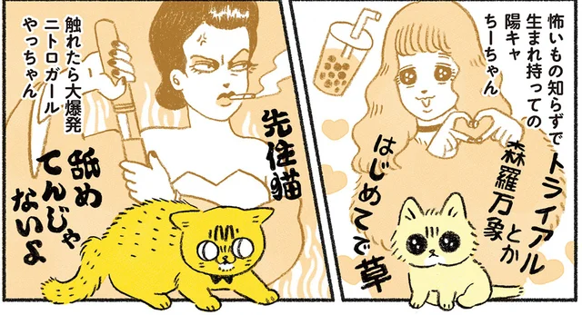 真逆な2匹は相容れるのか!? 生後一ヶ月の子猫 VS 先住猫の暮らしの行方は／茶トラのやっちゃんとちーちゃん（10）