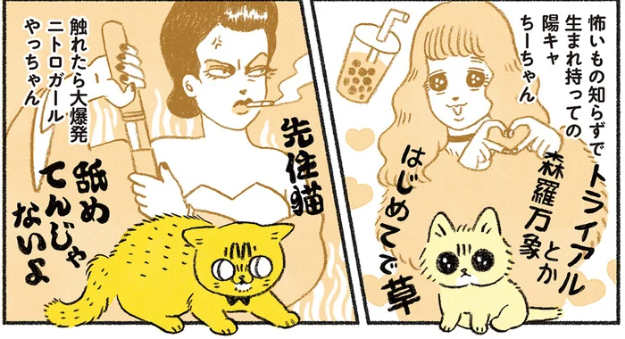 真逆な2匹は相容れるのか!? 生後一ヶ月の子猫 VS 先住猫の暮らしの行方は／茶トラのやっちゃんとちーちゃん（10）