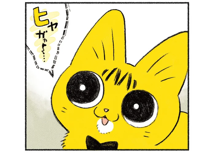 まさかストレス!? 子猫のトライアル4日め、先住猫の声が出なくなってしまいました／茶トラのやっちゃんとちーちゃん（11）