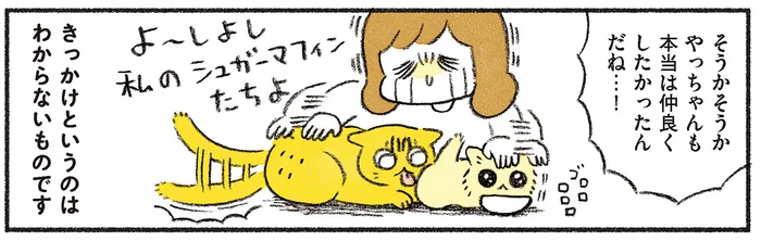 平行線を辿っていた2匹の距離。突如目覚めた先住猫の母性に驚き!?／茶トラのやっちゃんとちーちゃん（12）
