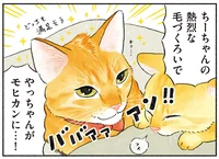 それはまさしく愛情の証!? 互いの頭がしっとり濡れている2匹の猫に悶絶／茶トラのやっちゃんとちーちゃん（14）