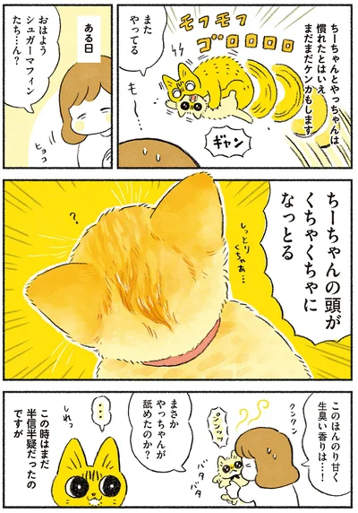 まさか先住猫が舐めたのか…!?