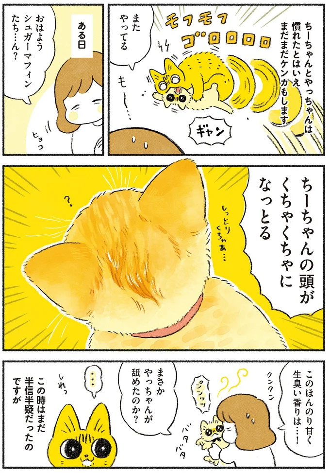 まさか先住猫が舐めたのか…!?