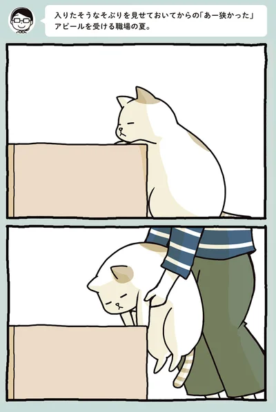 箱を見る猫