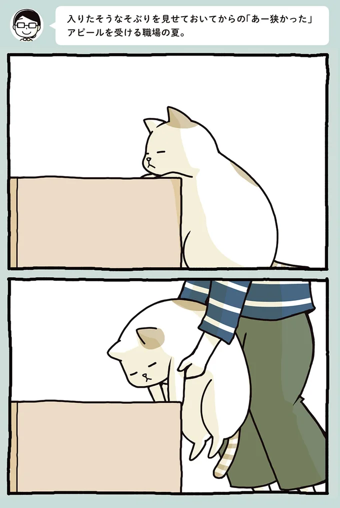 箱を見る猫