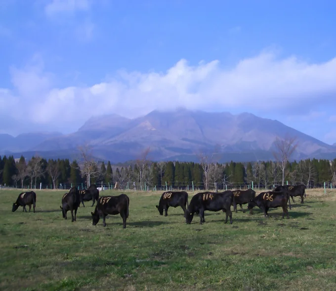 自然豊かな大分県で、おおいた和牛は一頭一頭心を込めて育てられています