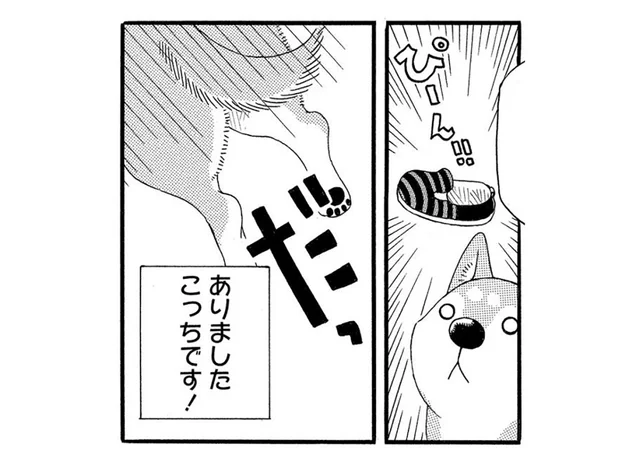 近所の子どもが靴を紛失。フツーの柴犬が警察犬並みの力を発揮!? ／柴公園（3）