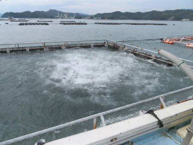 安定した水温と静かな養殖環境がおいしい養殖魚を育みます