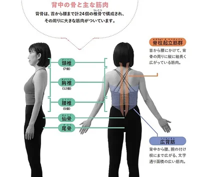 背中の骨と主な筋肉