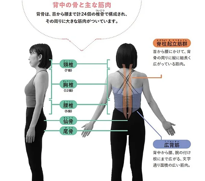 背中の骨と主な筋肉