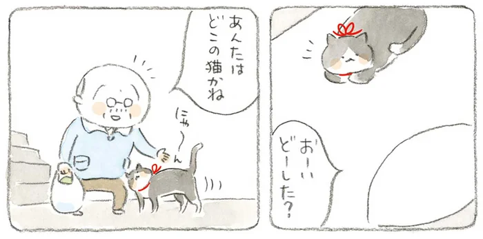 「どこの猫？」いつも同じ場所で見かける赤いリボンの島猫／ねことじいちゃん3（6）