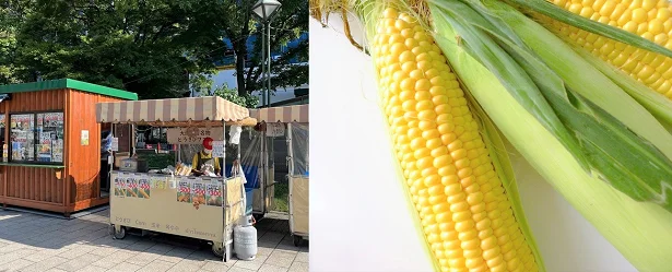 札幌の夏の風物詩、大通公園のとうきびワゴンは、今年も観光客に大人気です