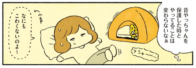 引っ越し直後に元気がなかった愛猫。しかし数日後にはおてんばぶりが復活!?／茶トラのやっちゃんとちーちゃん ベンガルのももちゃんもやってきた！（4）