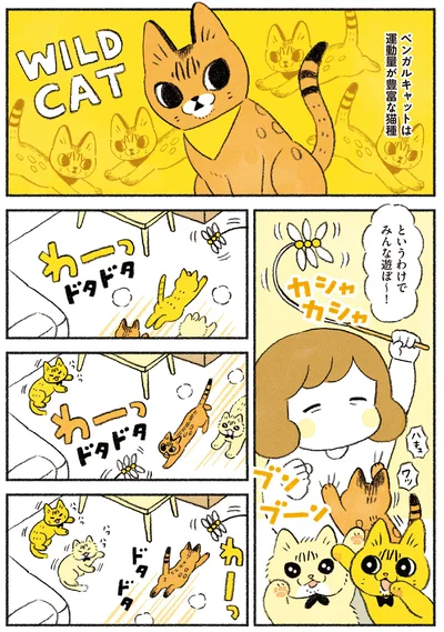 運動量が豊富な猫種のベンガルキャット