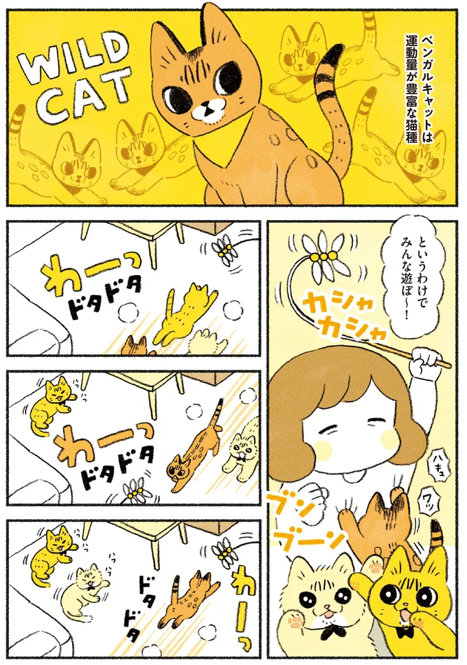 運動量が豊富な猫種のベンガルキャット