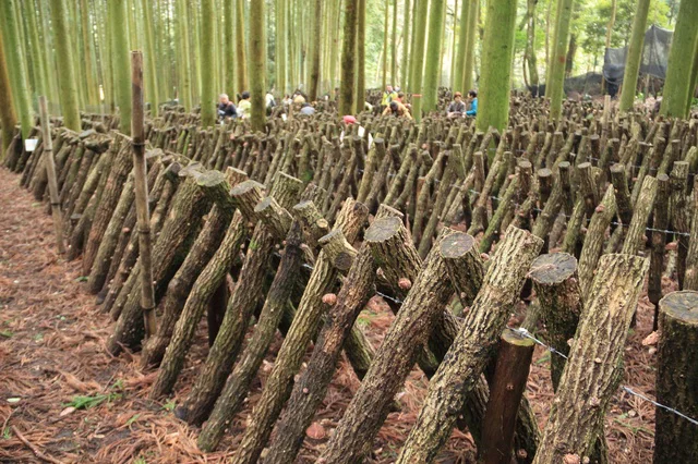 自然のクヌギの木を使って栽培される「原木しいたけ」