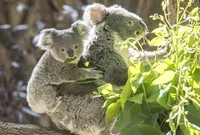 【にゃんこと一緒に学ぶ！】独自の進化をした動植物が多い！ 牧畜が盛んな「オーストラリア」／にゃんこ大戦争でまなぶ！世界の国（9）