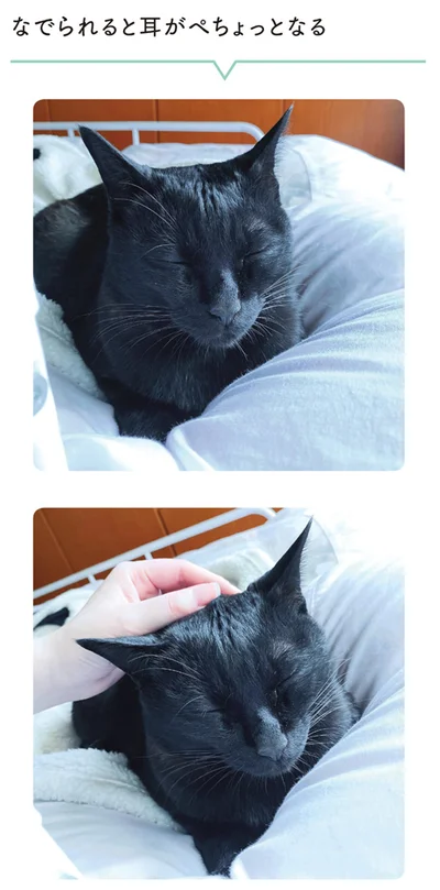 なでられると耳がぺちょっとなる