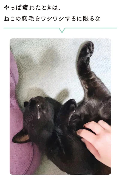 やっぱ疲れたときは、ねこの胸毛をワシワシするに限るな