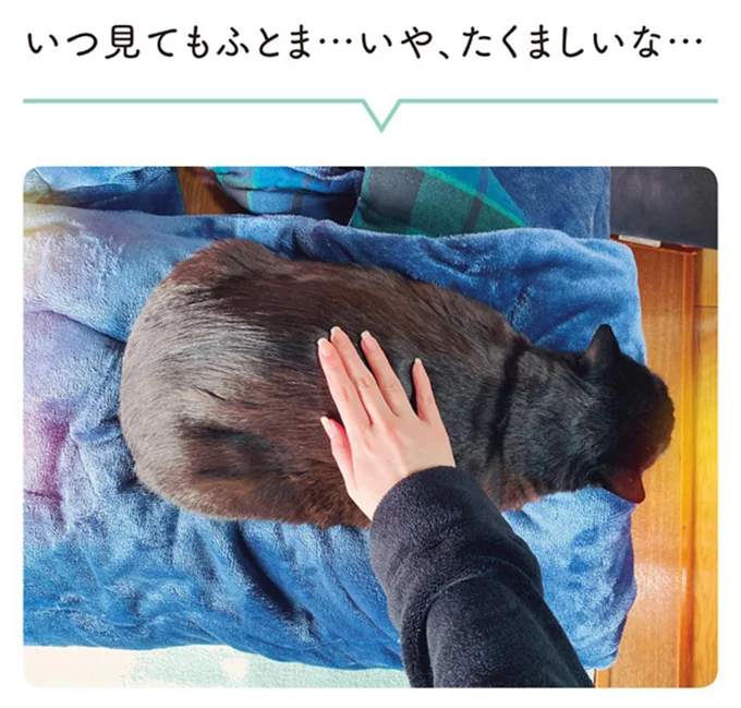 いつ見てもふとま…いや、たくましいな…
