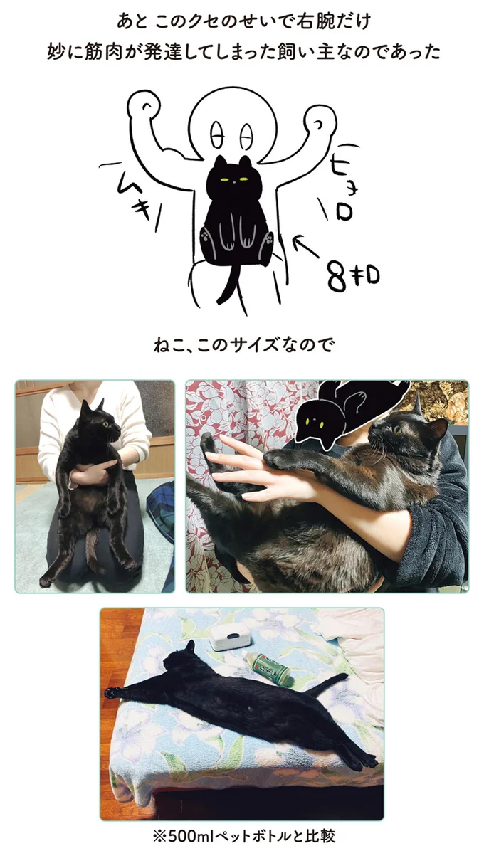 ねこ、このサイズなので