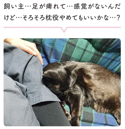 飼い主…足が痺れて…感覚がないんだけど…