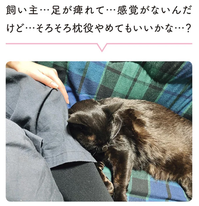 飼い主…足が痺れて…感覚がないんだけど…