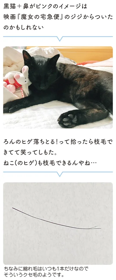 ねこ（のヒゲ）も枝毛できるんやね…