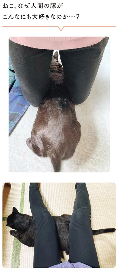 ねこ、なぜ人間の膝がこんなにも大好きなのか…？
