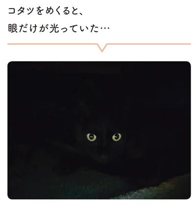 眼だけが光っていた…