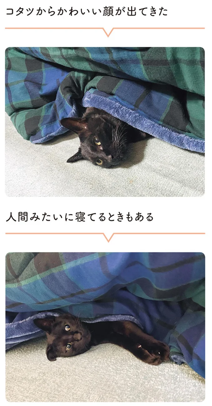 コタツからかわいい顔が出てきた